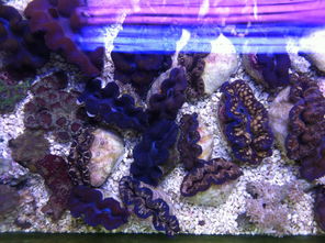 探寻碧波之魅 苏州蓝澜海洋水族四月新品上线