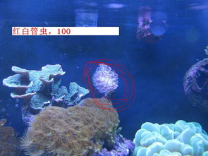 静默海洋 DIY LPS水族箱的心灵之旅