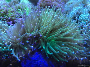 青岛鑫源美水族迎来新货 海量海水鱼与印尼精品珊瑚到港通知