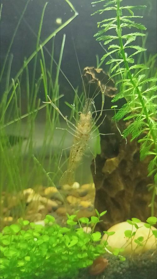 #观赏鱼#横扫鱼缸的大眼贼虾#草缸造景# #桌面鱼缸# #水草造景#