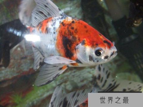 最好养的观赏鱼排行榜,懒人新手都过来看看