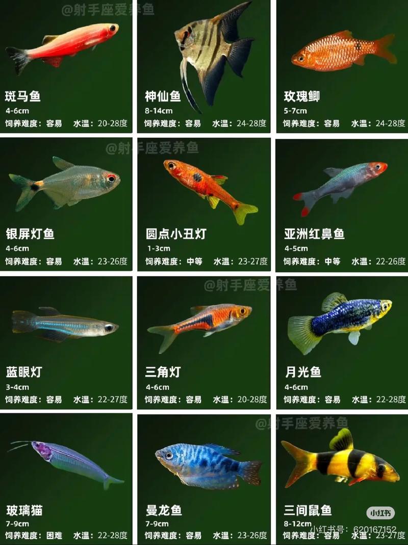 观赏鱼 #水族 #