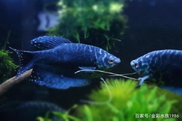 不用加氧泵也能养的观赏鱼,你知道有哪些吗?